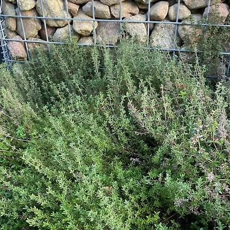 Дом отдыха By Wise Ka With Sauna Виселка